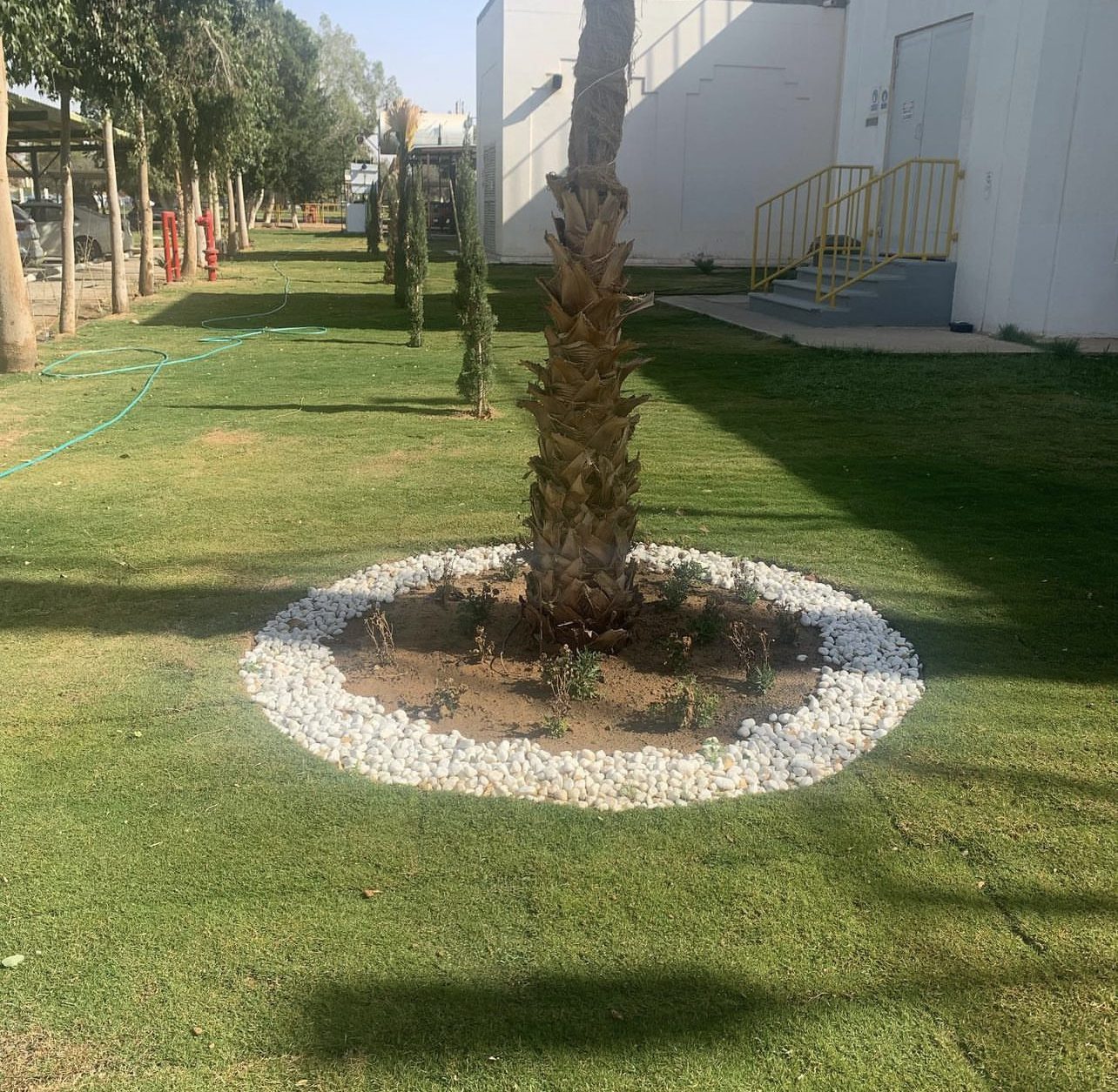 مؤسسة البساط المخضر الزراعية